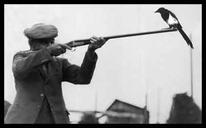 Magpie sitting on the barrel of a rifle