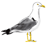 Gull