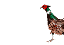 The country magazine cover bird