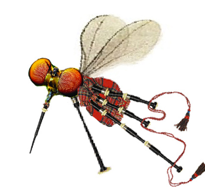 Bagpipe Midge